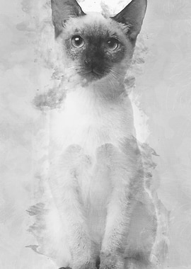 Thai kitten 5 months old s