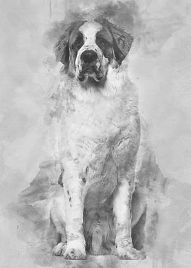StBernard dog sitting and