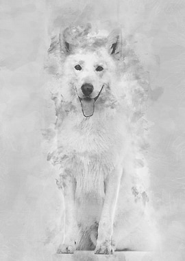 Swiss Shepherd dog 5 years