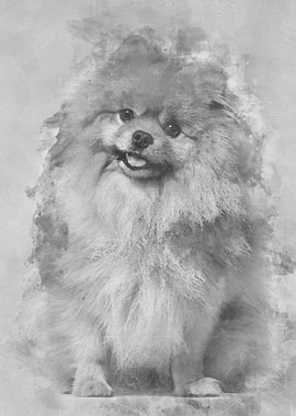 Spitz dog sitting against