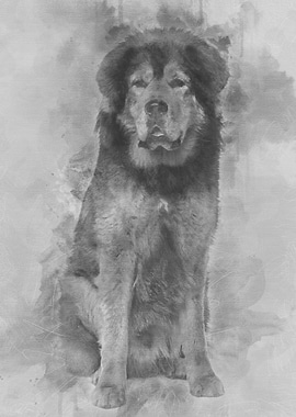 Tibetan mastiff 3 years ol