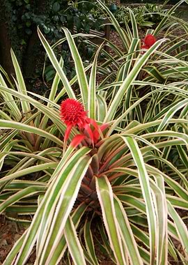 Plant With Pop Of Red