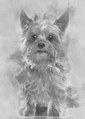 Yorkshire Terrier 9 years