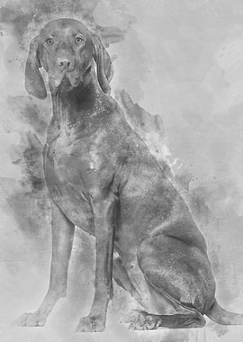 Vizsla dog 15 years old s