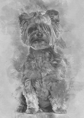Yorkshire Terrier sitting