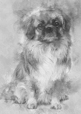 Teckel Spaniel 3 Years Ol