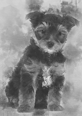 Yorkshire Terrier puppy 7