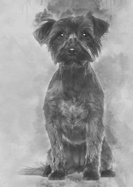 Yorkshire Terrier 2 years