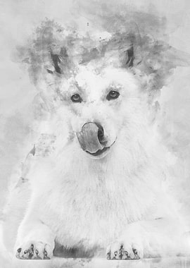 Swiss Shepherd dog 5 years