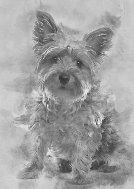 Yorkshire Terrier 25 year