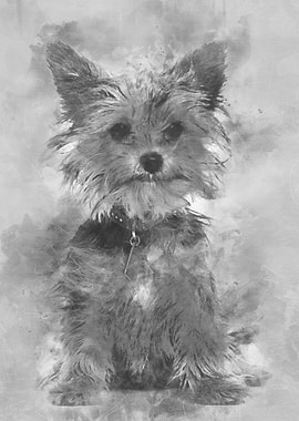Yorkshire terrier puppy si