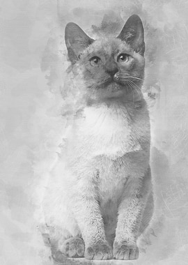 Thai kitten 4 months old s