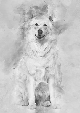 Swiss White Shepherd dog