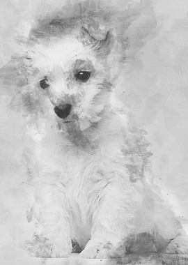 West Highland Terrier pupp
