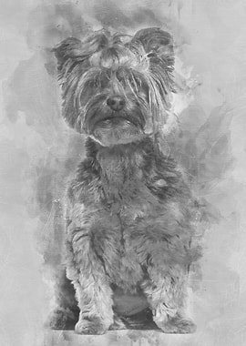 Yorkshire Terrier sitting