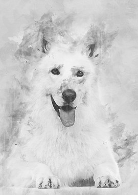 Swiss Shepherd dog 5 years