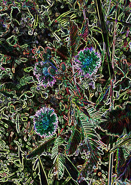 WILD FLOWER 21 FEB19