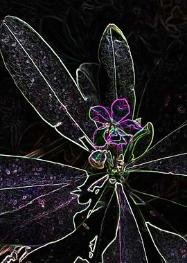 WILD FLOWER 16 FEB19