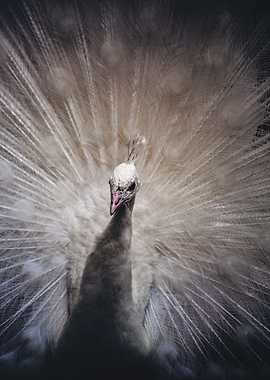 Portrait of a peacock