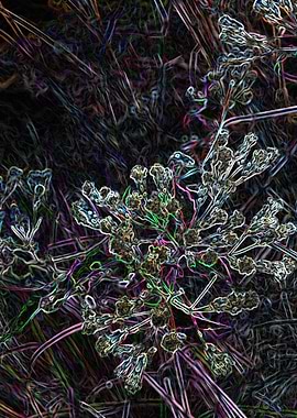 WILD FLOWER 15 FEB19