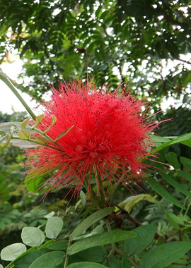 Red Puff