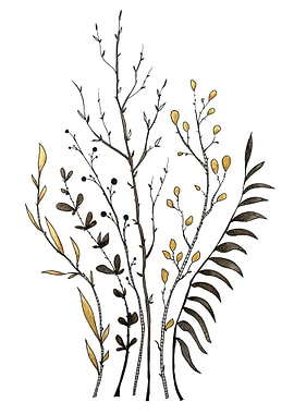 Botanical Illustration