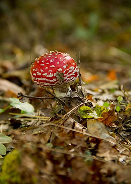 red toadstool