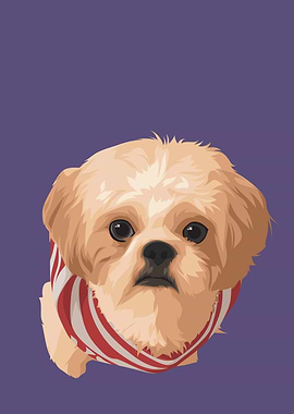 Shih Tzu Cute Dog