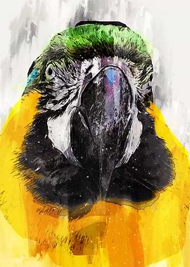Parrot