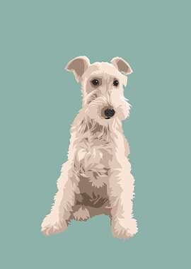 Pet Maltese White Dog Cute