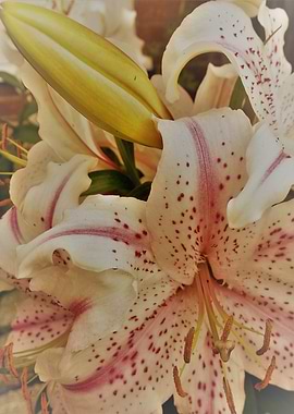Oriental Lily