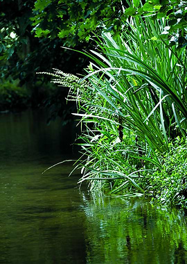 Pond Grass