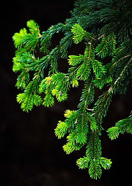 Pine Tree