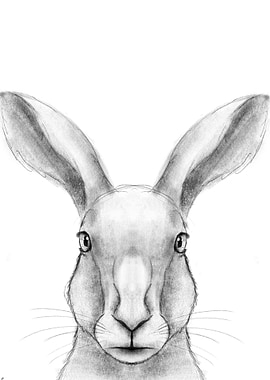 Hare