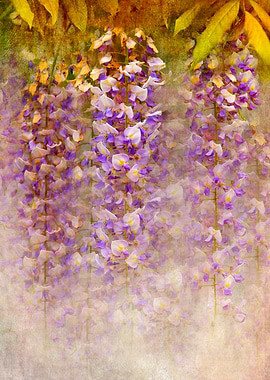 Wisteria