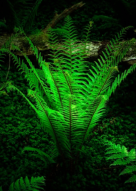 Forest Fern