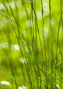 Grass Abstract