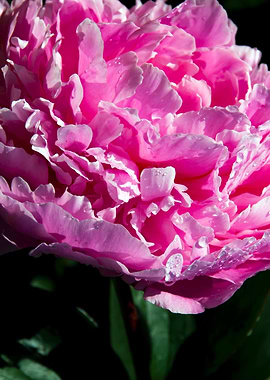 Peony