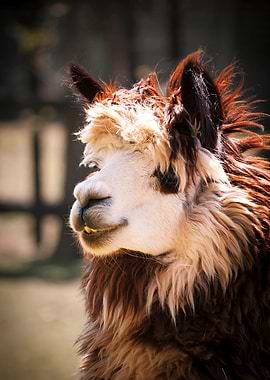 Alpaca Stare