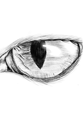 Cat Eye Sketch