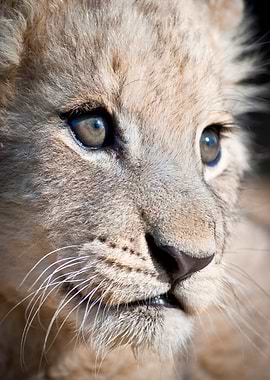 Lion Cub