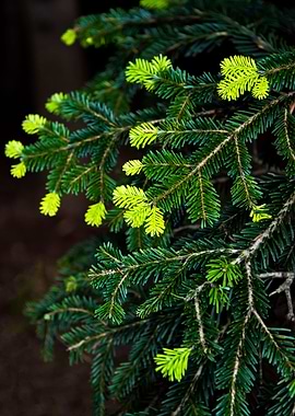 Pine Tree