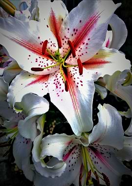 White Lily Digital Art