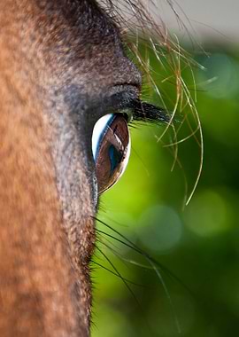 Horse Eye Close Up