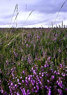 Heather
