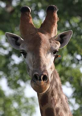 giraffe and a friend