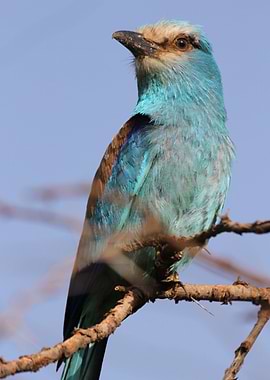 Abyssinian roller