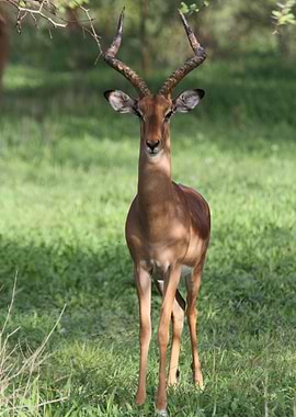 Kob antelope