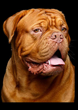 Douge de Mastiff Bordeaux