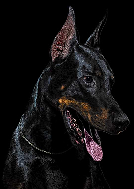 Portait of Doberman Dog